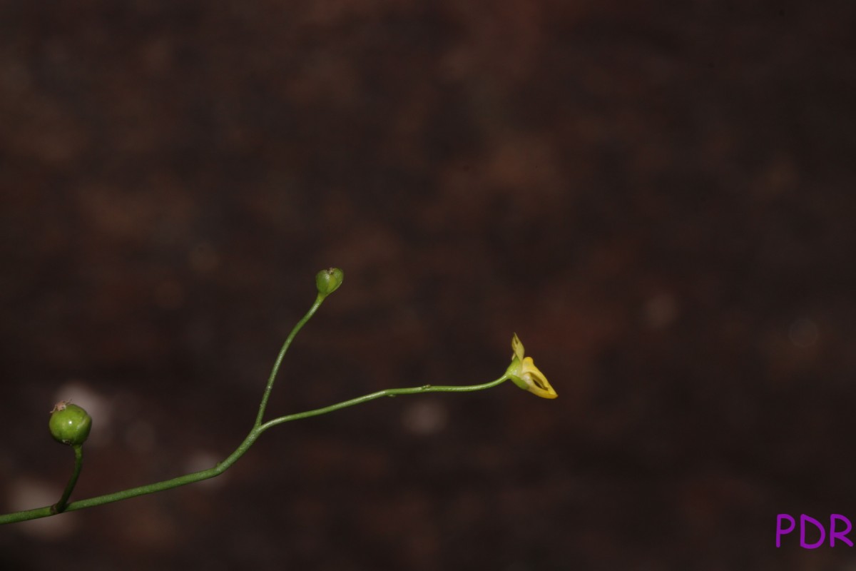 Utricularia gibba L.